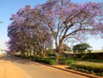 Street view in Mzuzu